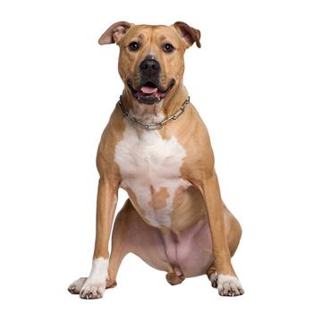 American Staffordshire Terrier | BaxterBoo