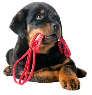 shop for puppy supplies