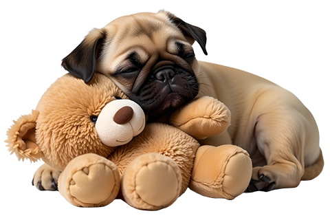 pet clearance products