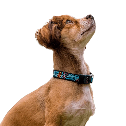 Shop Dog Collars