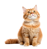 shop kitten supplies
