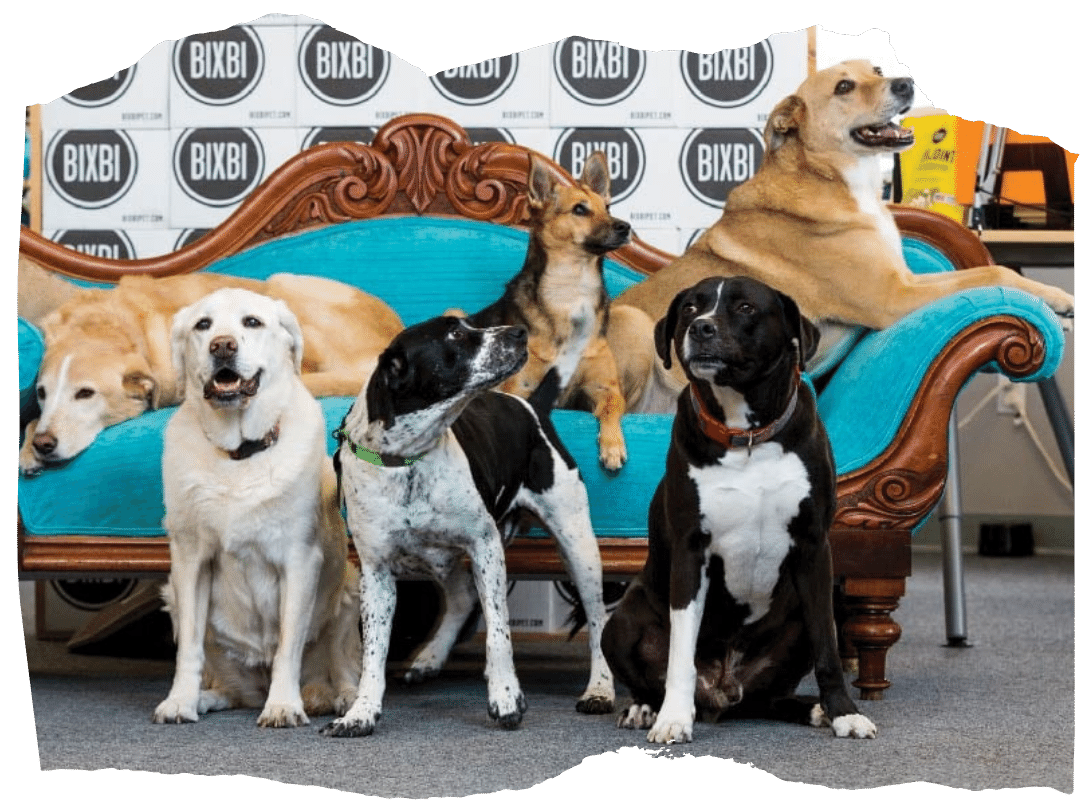 Pet Safety Assurance