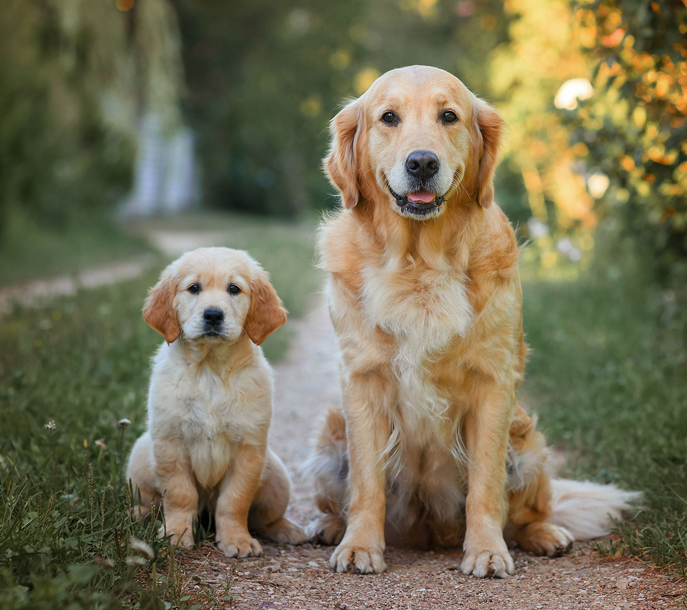 About Carna4 Pet Food
