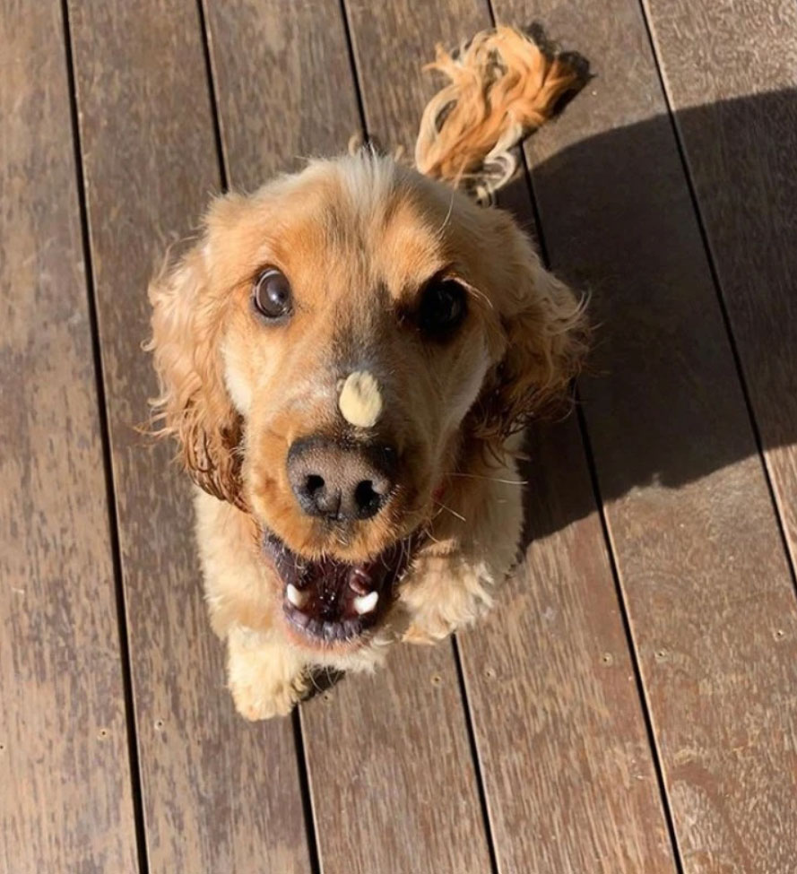 About The New Zealand Natural Pet Food Co.
